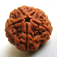 5 five face rudraksha hyderabad